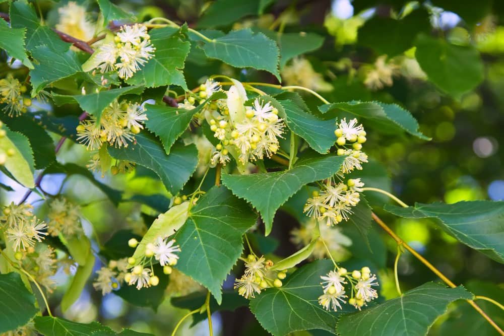 Linden tree blossoming
