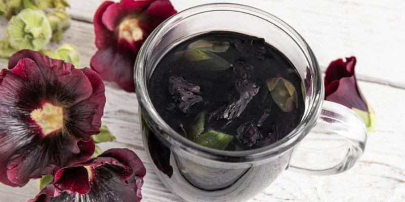 herbal medicinal Malva Sylvestris tea drink
