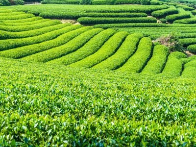 Top 10 Tea Producing Companies in the World