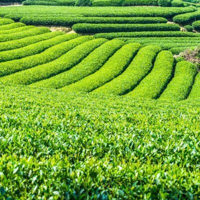 Top 10 Tea Producing Companies in the World